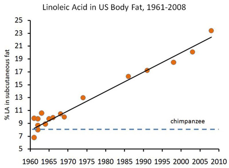 chart of linoleic acid in body fat