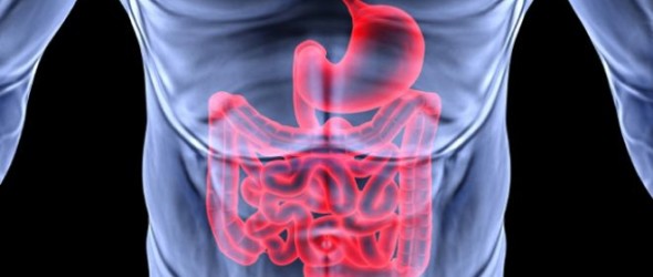 gut flora digestive system